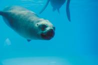 Captura del momento en que un lobo marino se acerca al público como parte del show acuático que realiza el Parque de las Leyendas.